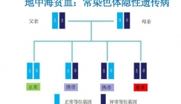 可防难治的地贫，你了解多少？