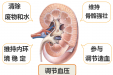 茂医专家说丨当老年肾功能出现下降，日常应怎样护肾