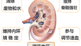 茂医专家说丨当老年肾功能出现下降，日常应怎样护肾