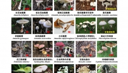 危险！这些有毒植物，千万别乱碰