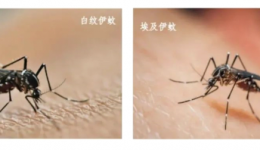 灭蚊虫，清积水！警惕基孔肯雅热与登革热→